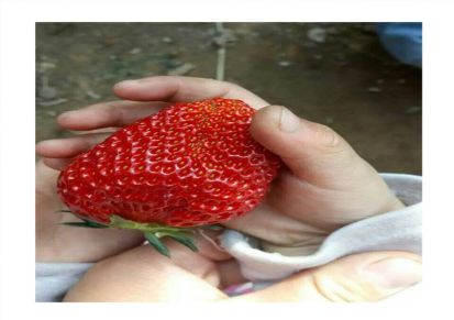 妙香七号草莓苗批发价格