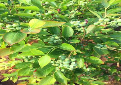 斯巴坦蓝莓苗基地 瑞卡蓝莓苗批发价格 原土出售 无病虫害