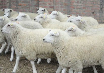 专业养殖场养殖 羊 白山羊