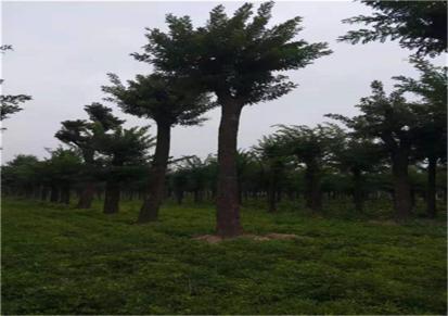 上海合欢树供应 上海12公分移栽国槐树