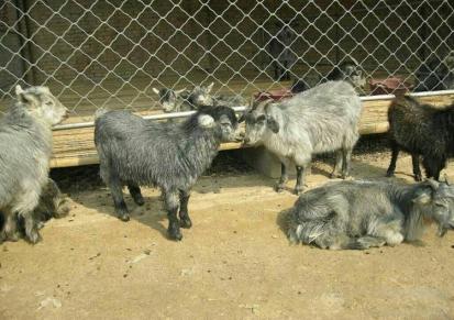 通和亚 散养繁殖青山羊小羊 脱温育肥怀孕母羊 外观呈青色 毛色好光润