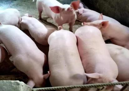出售小猪 猪崽价格 购买30斤小猪来希祥 专业养殖