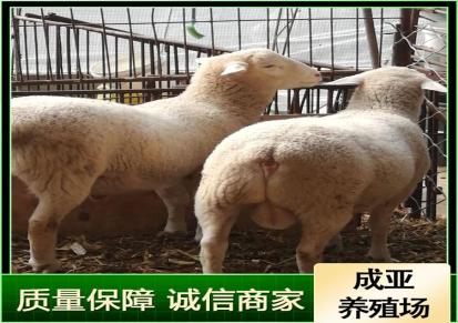 成亚 澳洲白绵羊 澳洲白绵羊厂家