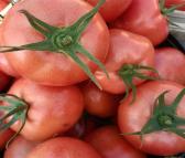 立江 大棚硬粉西红柿 西红柿蔬菜 加工定做