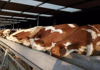 厂家供应改良肉牛 广宏 两月的西门塔尔牛价格 长期供应