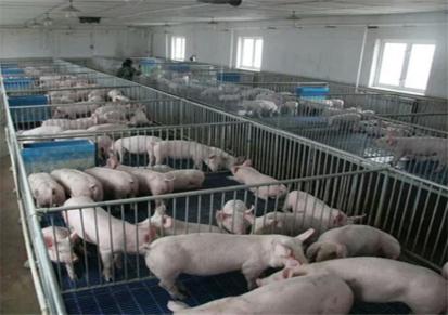 30斤小猪养殖 福建仔猪价格 小仔猪价格 养殖仔猪找富伟 应有尽有