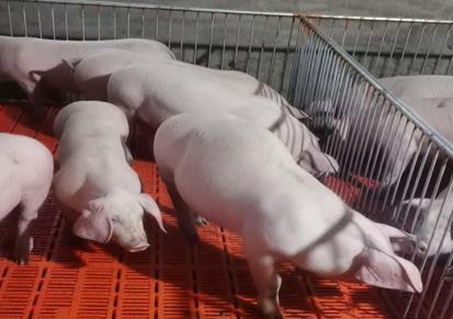 三元崽猪出售 育肥猪批发 鑫华牧场