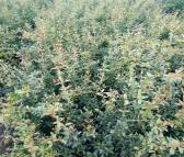基地供应两年软籽石榴苗 突尼斯软籽石榴苗价格 成活率高 质量好 价格透明