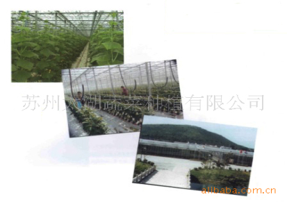 苏州太湖蔬菜种植有限公司 “太湖绿”杨梅 绿色无公害