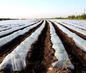 民丰地膜 农用白膜保温保湿 蔬菜大棚种植除草防草地膜 耐拉扯塑料薄膜