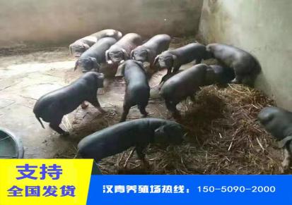 大约克原种母猪供应 汉青养殖场 原种大约克公猪价格