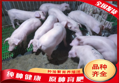 河北仔猪价格 杜罗克公猪 立文 猪仔养殖基地常年出售 高产量品种全体型好