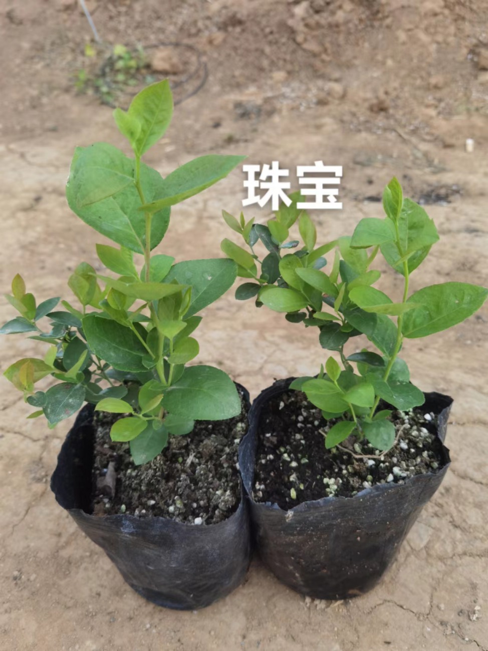 绿宝石蓝莓苗云南种植方法