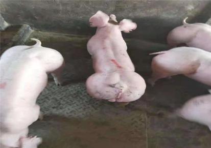 泰旺养殖 长太二元母猪养殖 大约克公猪繁殖场 低价出售