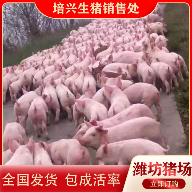 临朐县培兴生猪销售处 