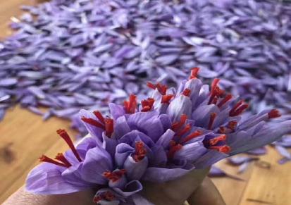 藏红花种子 藏红花种球价格 亳州市马杰藏红花合作社 一站服务 基地
