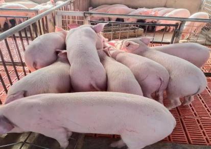 育肥猪崽价格 40斤小种猪苗批发市场 品种多 找诚东