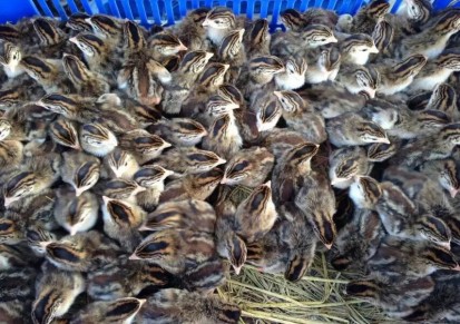 广西南宁珍珠鸡苗孵化总场 珍珠鸡苗价格优惠 优质产品 肉质