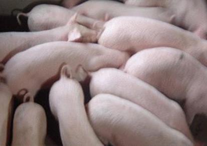 买猪选择 猪苗利润可观 30斤猪苗价格 鑫涛养殖好项目