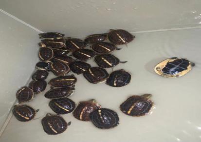 黄缘壳龟苗养殖场龟苗环境半水龟宠物