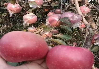 储存水果 最近山东红富士苹果 新鲜苹果水果 当季整箱