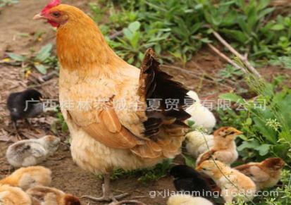 农家树林散养土鸡蛋柴鸡蛋新鲜笨鸡蛋品质保证做良心农产品