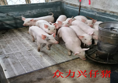 仔猪 三元仔猪市场价 众力兴 仔猪批发猪场养殖猪仔出售
