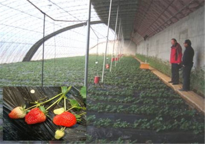 供应达州草莓蔬菜大棚膜生产厂家 葡萄避雨棚膜 西瓜大棚膜厂家电话