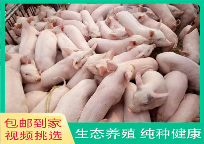 育肥仔猪 山东仔猪 廷东 种猪肉猪散养猪 现货出售健康活体仔猪