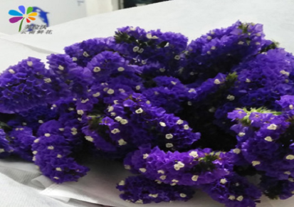 紫色勿忘我鲜花批发家居装饰可做干花
