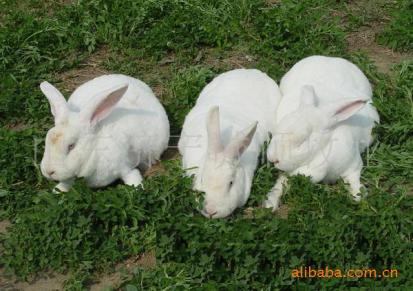 兔品系：新美系獭兔、法系獭兔、德系獭兔、八点黑獭兔、彩色獭兔