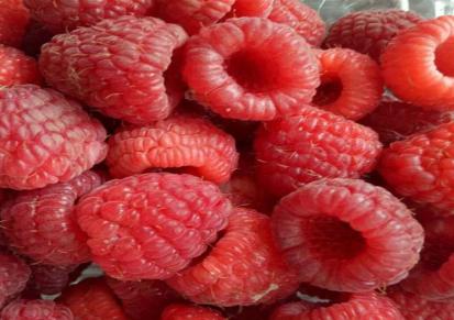 地栽树莓苗品种齐全地栽树莓苗全国供应现挖现卖树莓苗