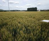 高产麦种高产小麦品种德抗961厂家直销