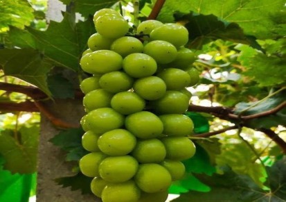 优质葡萄 葡萄苗出售 寿州园艺 果苗基地