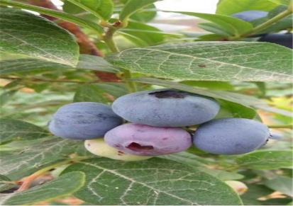 蓝丰蓝莓苗基地 常年供应蓝丰蓝莓苗厂家 无病虫害 根系发达
