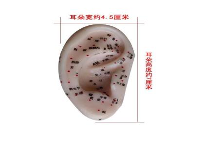 耳朵模型 教学耳模 大小款经络通针灸 耳朵按摩 耳部穴位 耳模耳易健