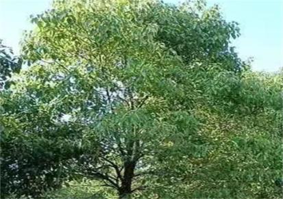 伟创园林 香樟苗 8公分 10公分 12香樟树 高大乔木