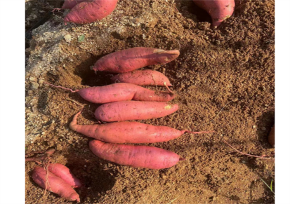 西瓜红香甜蜜薯 新鲜现挖农家自种地瓜 口味绵蜜
