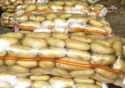马铃薯价格好 荷兰十五土豆批发 价格优惠 文雨果蔬