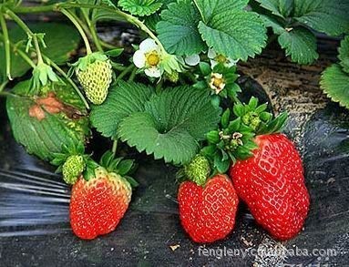 【丰乐种植】供应优质草莓 酸甜可口 欢迎订购