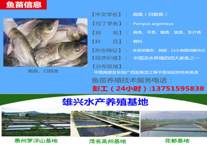 【产量高鱼苗】扁鱼苗 白鲢鱼苗现货批发 四大家鱼鱼苗价格