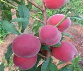 红不软红桃树苗 保法种植场供应 可食用早熟桃树苗
