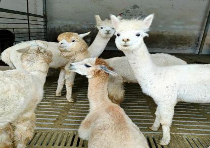 通和亚羊驼养殖基地 景区观赏小羊驼 性情温和