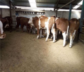 哪里有卖的纯种西门塔尔牛西门塔尔牛价格西门塔尔牛养殖场