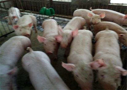 慧朋 长白种母猪 30斤猪苗价格 山东母猪基地出售批发