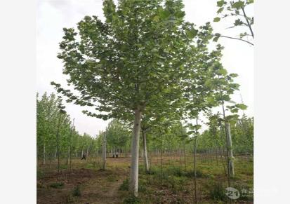 菏泽15公分皂角树-苗木价格-郓城华信园林