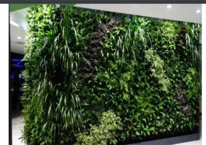 垂直绿化设计 真植物墙装饰 绿植景观立体生态花卉绿化施工 圣恩园艺