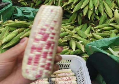鲜玉米-速冻即食糯玉米-东北黑龙江哈尔滨种植基地-萧红之吻粘玉米