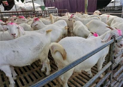 白山羊活体批发价格 白山羊小羊牧场