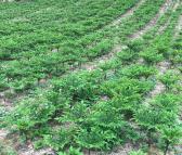 苒烁 魔芋 商品芋 农作物 个头饱满 新鲜种植 基地生产